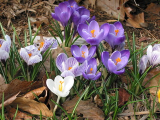 Crocus sativus