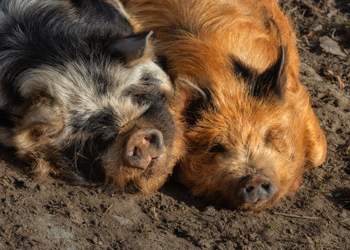 Two Kunekune pigs sleeping peacefully side by side 
