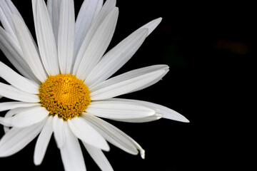 image of pink Daisy flower in a garden in spring season with black background. 