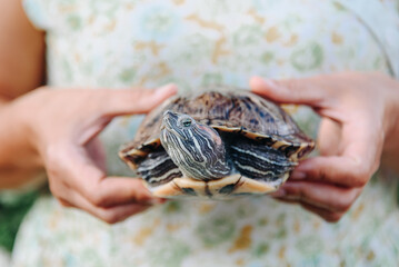small turtle in woman hands, pond slider, Trachemys scripta, Emydidae, freshwater tortoise,...