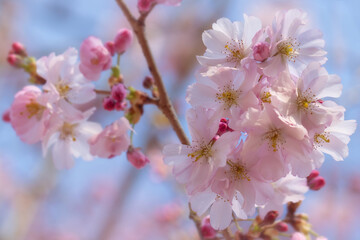 Beautiful soft pink spring blossoms
