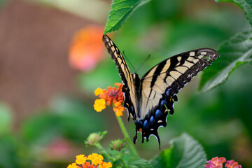 Naklejka premium butterfly on flower
