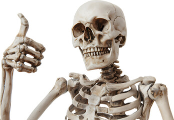 A skeleton giving a thumbs up isolated on a transparent background PNG