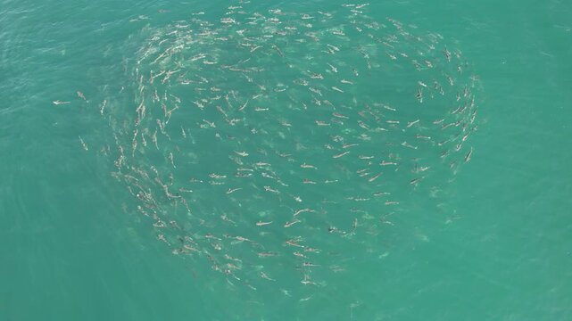 Cardume de peixes tainhas nadando no mar