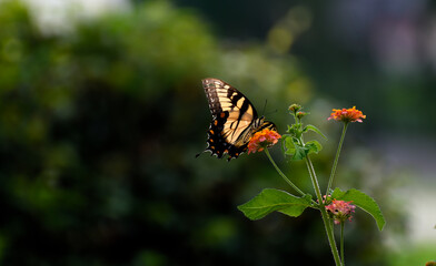 butterfly on a flower