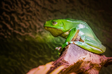 Kleiner grüner Giftfrosch