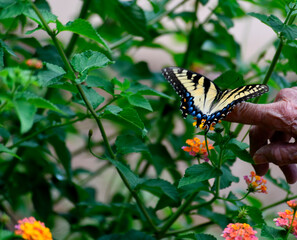 Person holding a butterfly on their hand