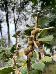 Planta de lulo con frutos en bosque 