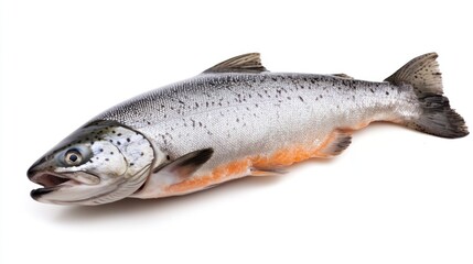Obraz premium Freshly Caught Salmon on a White Background