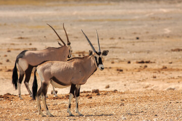 Gemabok oryx - also known as Beisa Oryx standing on the dry dusty Etosha Savannah.