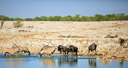 Beautiful bright African waterhole scene with Oryx, Zebra, Wildebeest and Springbok.  Animals come to drink i the heat of the day to cool down