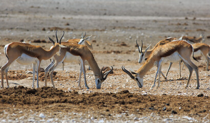 Male Springbok's with heads down  just about to rut. This can be for dominance or for fun if they are young