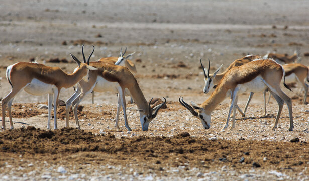 Male Springbok's with heads down  just about to rut. This can be for dominance or for fun if they are young