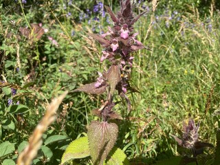 Fleur de montagne dans un jardin de haute altitude