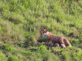 allaitement des renardeaux