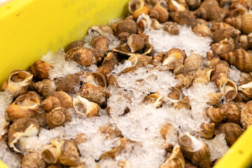 Fresh sea scallops in a yellow box, offered at the weekly market in Rotterdam.