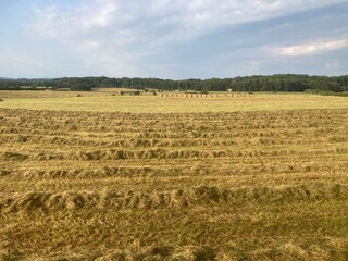 Champ agricole en cours de fauchage pour le foin