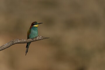 European Bee-Eater Perched on a Branch