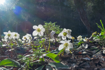 Vibrant tapestry of white hellebores blooms on forest floor in spring in Maria Elend, Carinthia, Austria. Sunlight filters through canopy casting soft light on delicate flowers and surrounding foliage