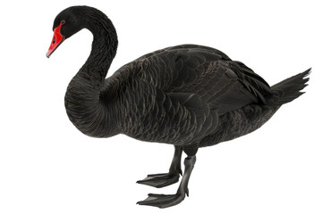 Fototapeta premium Black swan standing on white background.