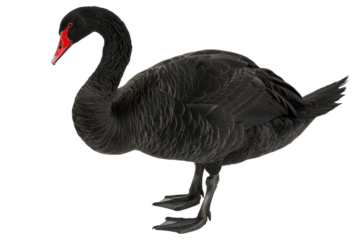 Black swan standing on white background.