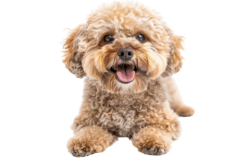 Mixed breed dog with fluffy fur, sitting isolated on white background. PNG without background