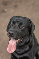 black Labrador sits on footpath in park in sunny summer day, tongue out, close-up view of muzzle, dogwalking concept, vertical photo