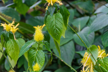 Vibrant Yellow Flower Spikes Amid Lush Green Foliage