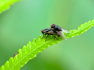 Close up of a mating fly, a mating house fly in a leaf