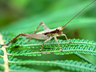 Fototapeta premium Close up of crickets, crickets perched on the leaves