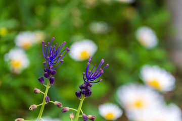 Vibrant Purple Wildflowers with Daisy Background