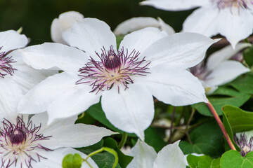 Soft Pink Clematis Flowers in Bloom
