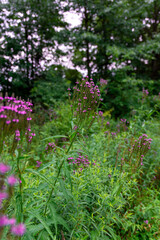 Obraz premium flowers in the garden