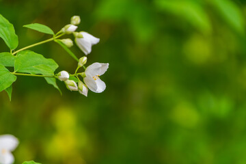 Cluster of White Tiny jasmine Blossoms