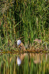 Egretta garzetta on the branches of a tree near a lake.