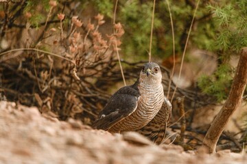 Goshawk Intently Observing from Ground in Forest