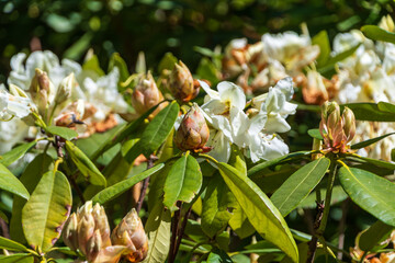 「白いシャクナゲの花が咲く