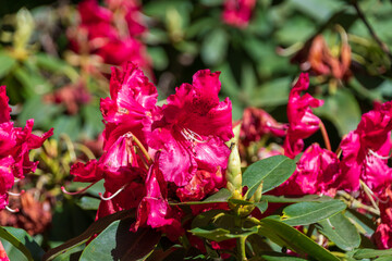 Bright Red Rhododendron Flowers in Full Bloom