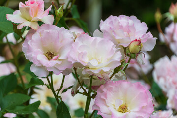 Fototapeta premium 綺麗な薔薇