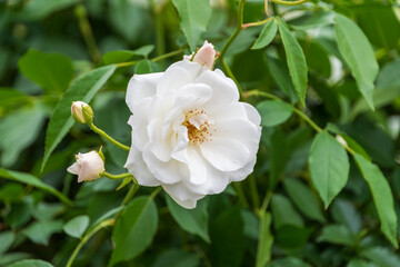 Obraz premium 美しい薔薇