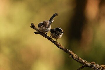 Long-tailed Tits Resting on a Branch in Golden Light