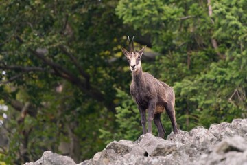 A chmois stands on a stone hill.  Rupicapra rupicapra. Wildlife scene with a horn animal. 