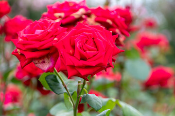 真紅のバラの花