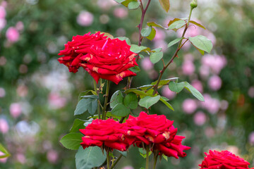 真紅のバラの花