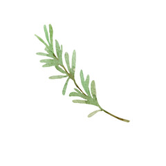 Watercolor illustration of a sprig of spices on a white background