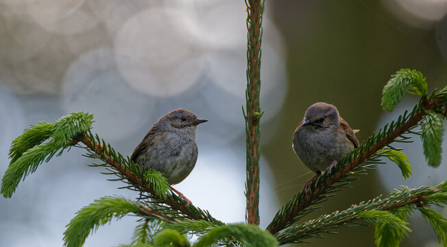 couple d'accenteurs mouchets