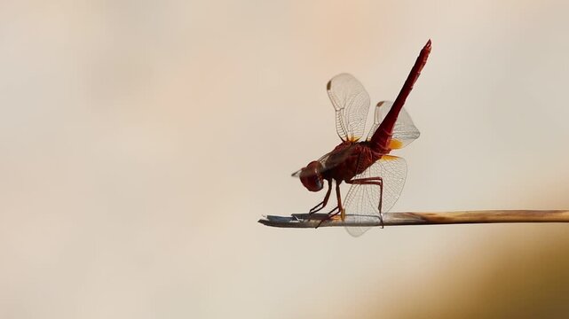 Silueta de Lib&eacute;lula escarlata ( Crocothemis erythraea ) con luz solar que le viene desde atr&aacute;s en la fuente de Mariola, Bocairente, Espa&ntilde;a