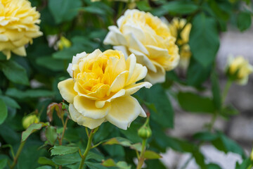 黄色い薔薇の花