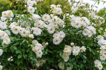 美しい薔薇の花