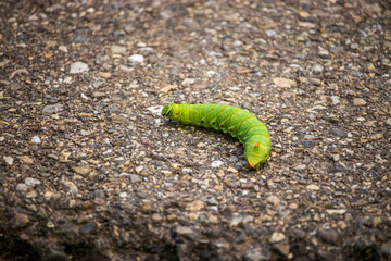 a robbery on a sidewalk in the green